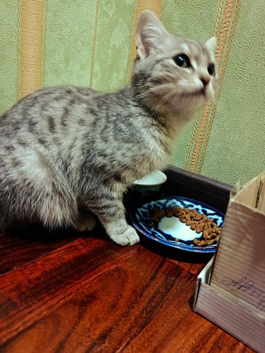 Britanski shinshilla 6 oyli