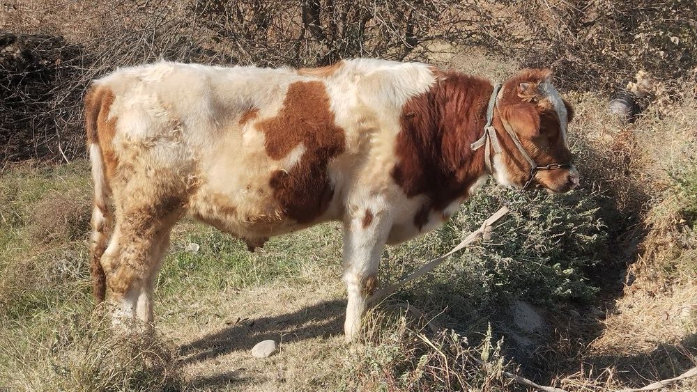 Buqacha sotiladi 9 ,10 oylik