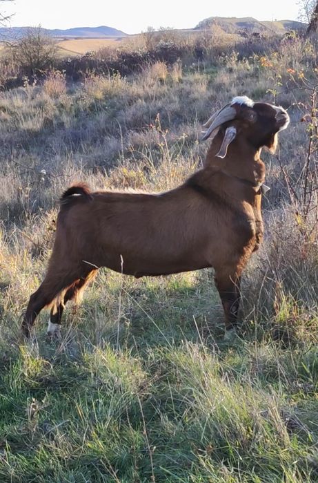 Țap și capre disponibile