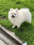 Femela Pomeranian pedigree FCI