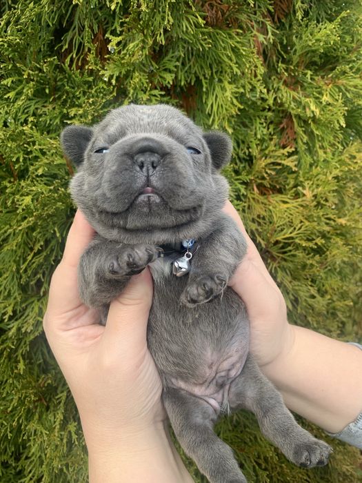 Френски Булдог French Bulldog Blue и Blue Merlle