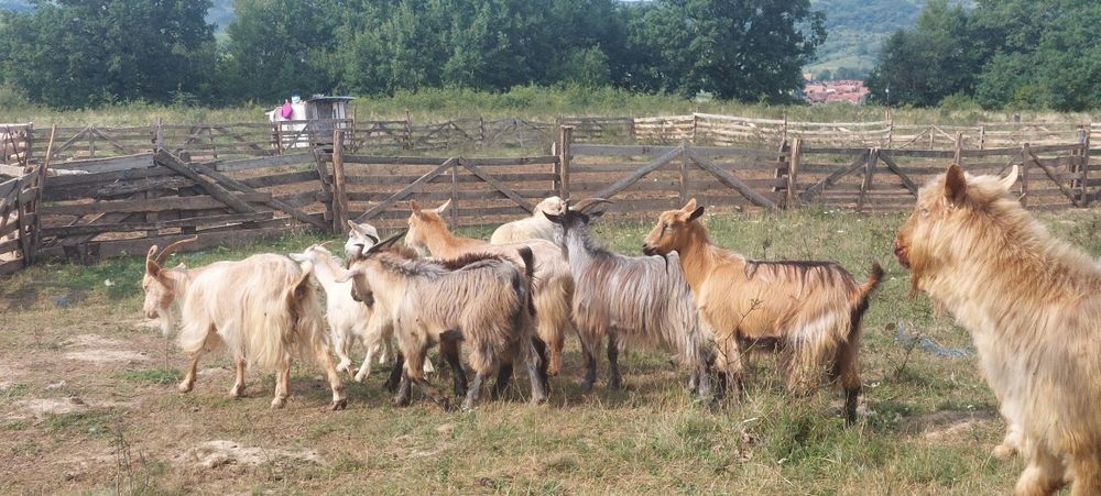 Vând 12 capre 4 capre cu lapte 3 iedițe si 4 țapi