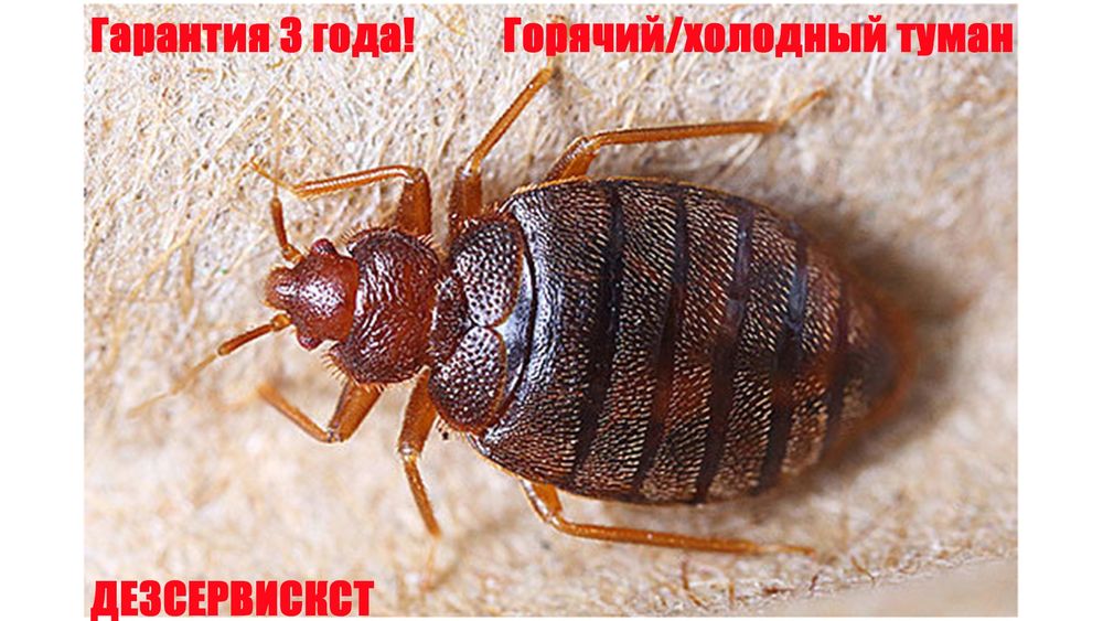 Дезинфекция! Обработка от клопов и тараканов и других насекомых!