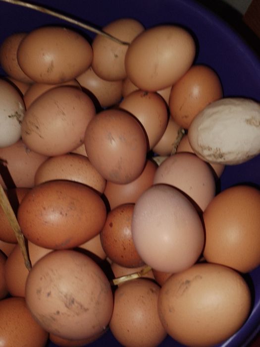 Продам домашнее масло, яйца