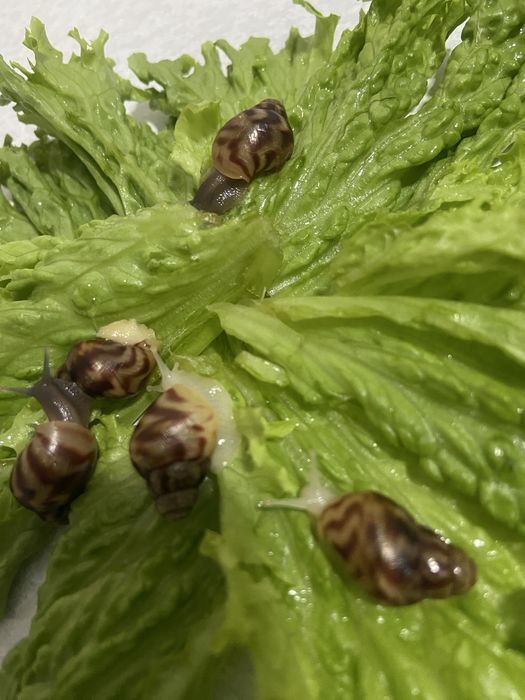 Продам азатина ретикулята альбино и черноголовые!