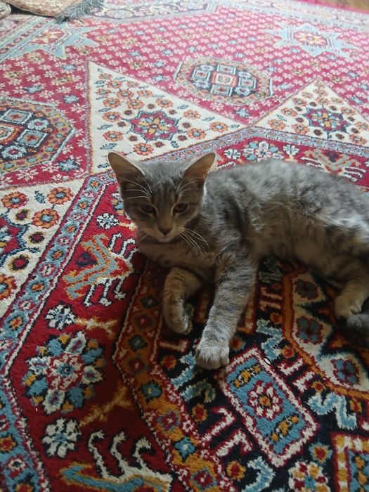 Котенок,3 месяца