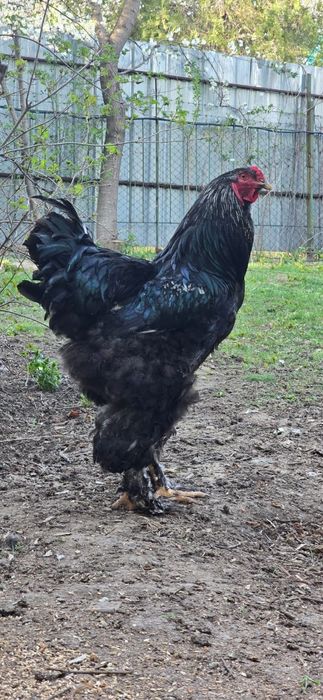 Продам петушков молоденькие породистые.