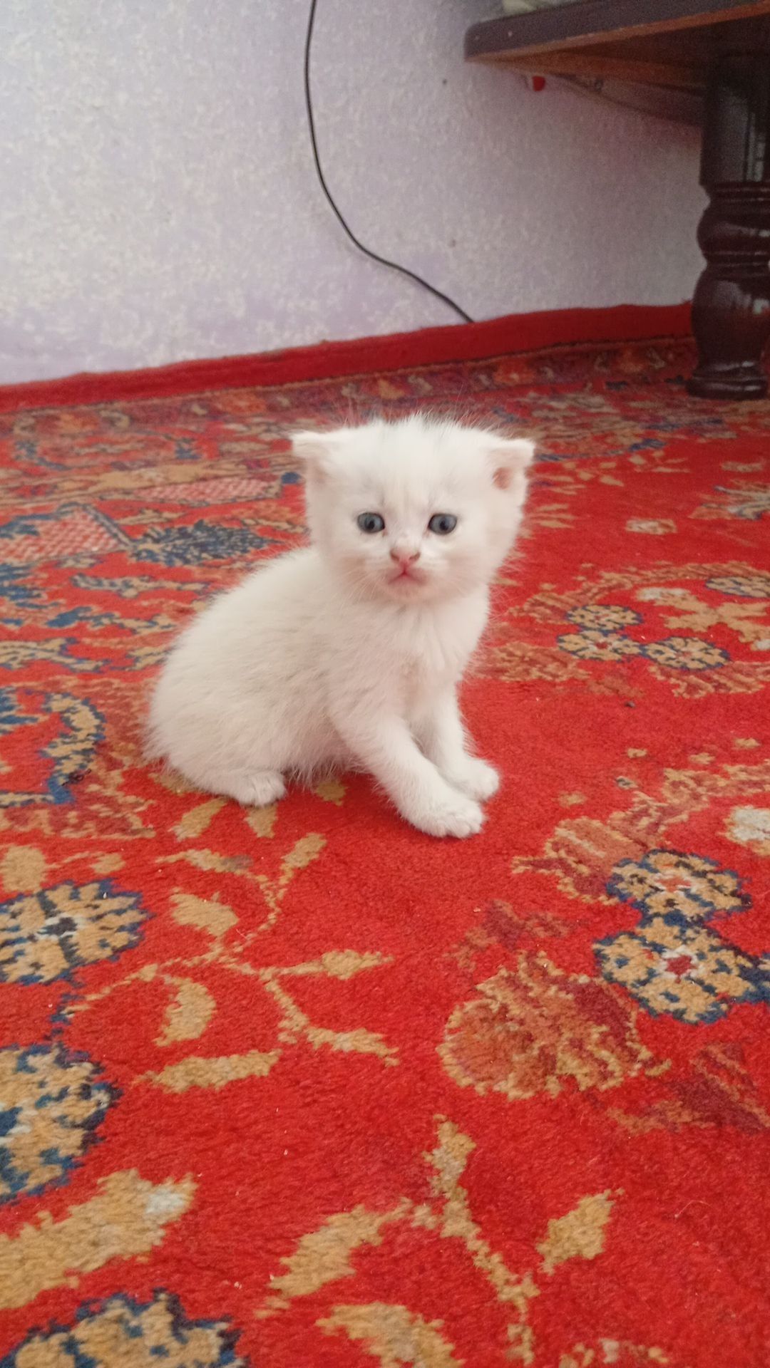Скоттиш фольдики от правильной вязки