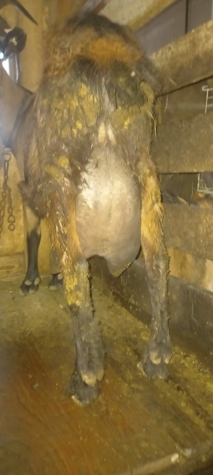 Vand iezi alpina franceza
