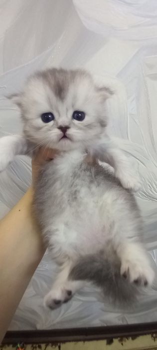 Toza zotli mushukcha sotiladi. 2 oylik.