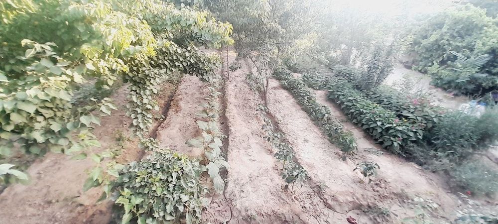 Уй    сотилади  арзон