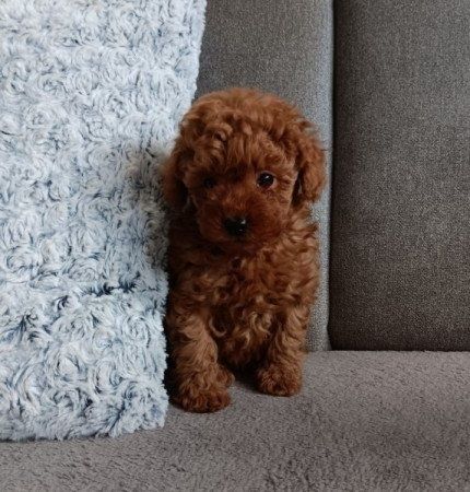 De vânzare Poodle Red/Pudel  în vârstă de 8 saptamani cu livrare