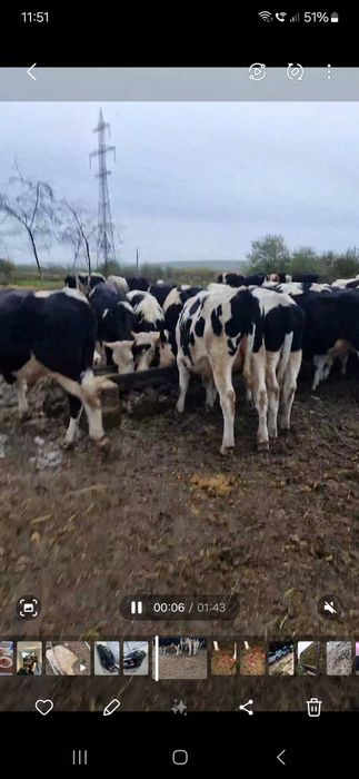 Vând Taurasii 16 lei kg