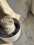 Scotish fold tabby