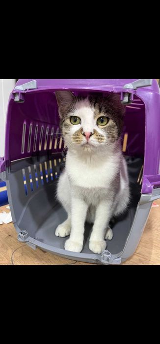 В добрые руки отдадим кошечку