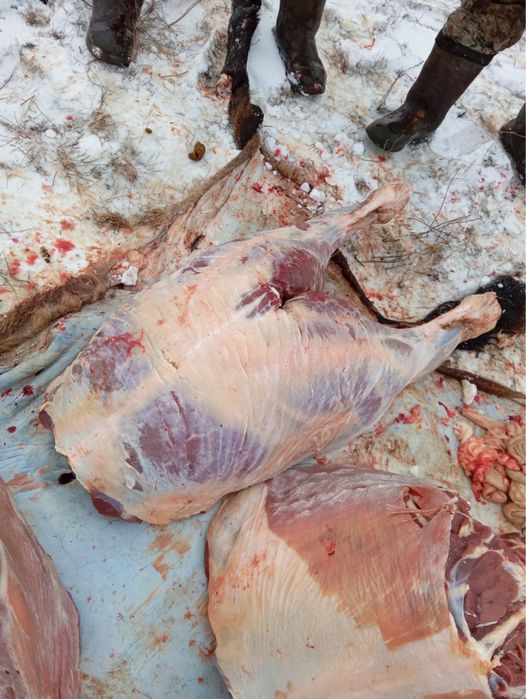 Продам мясо конины