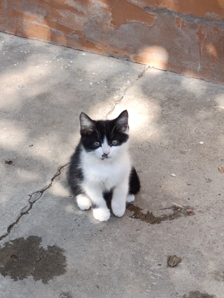 Отдам даром котенка
