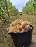 Vand struguri de vin albii si negrii