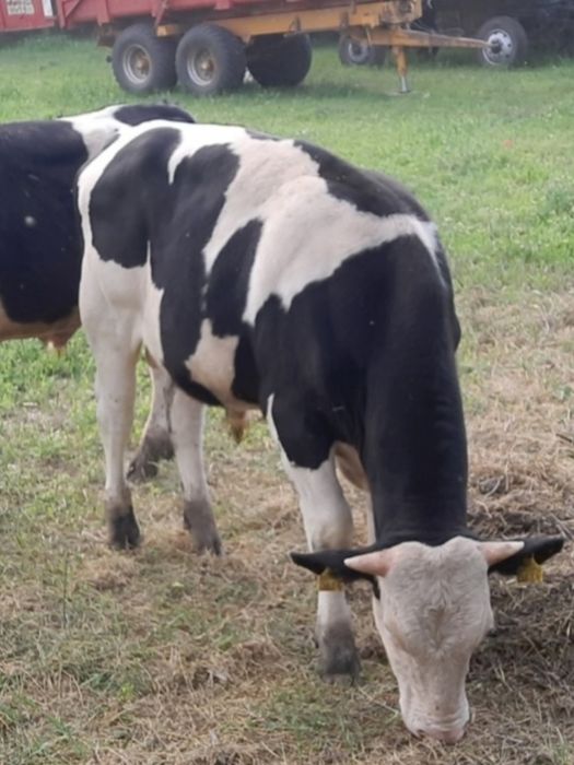 Viței// taurași/ viței