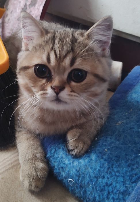 Британски и шотландски котенца