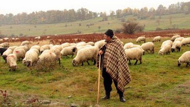 Caut cioban pentru 400 de oi