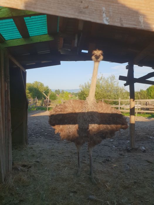 Vad familie de struți