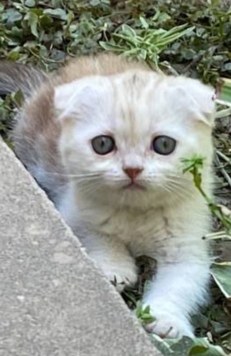 Срочно продаётся котята британцы
