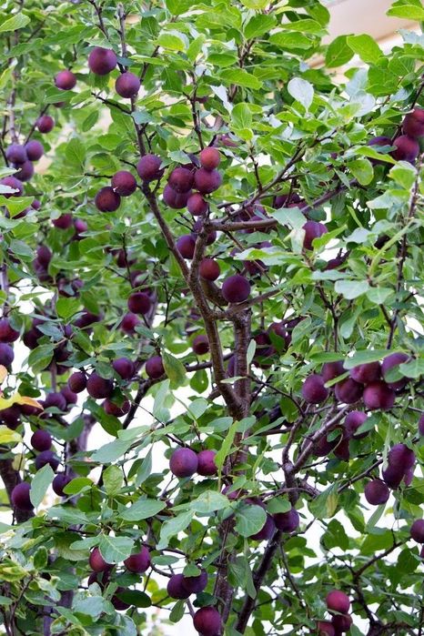 Pomi Fructiferi Stravechi Glia Stramoseasca (Soiuri De Prun )