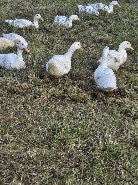 Rate de carne si Gaste de vanare