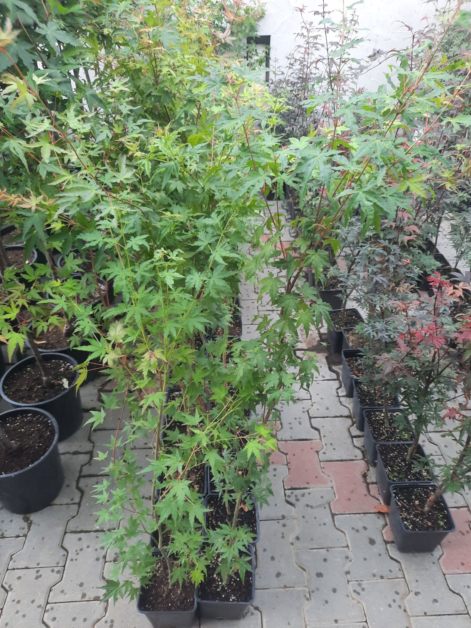 Artar japonez Acer palmatum  150 180 cm