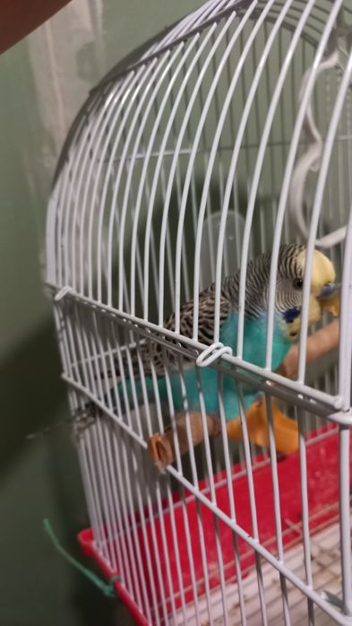 Papagal peruș donatie