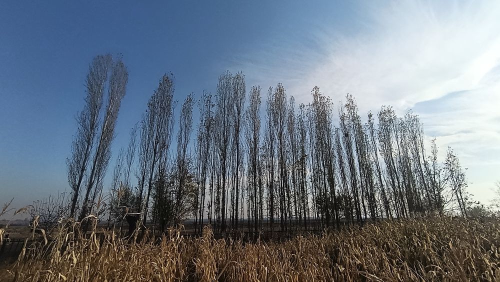 Terak srochna sotladi