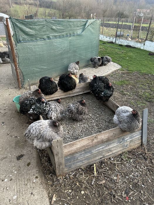 Familie cochinchina urias albastru