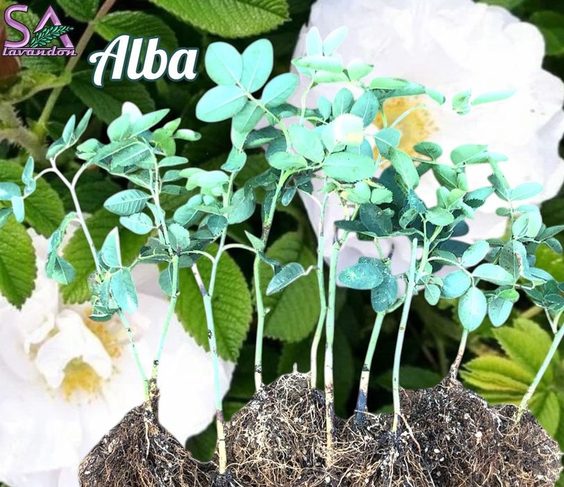 Trandafiri de Dulceata