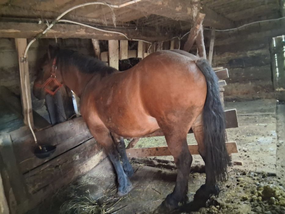 Manza de vânzare sau schimb cu oi