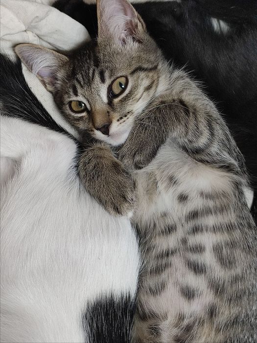 Котята в добрую семью