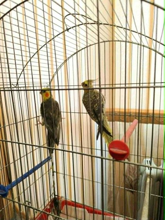 продавам папагали корели