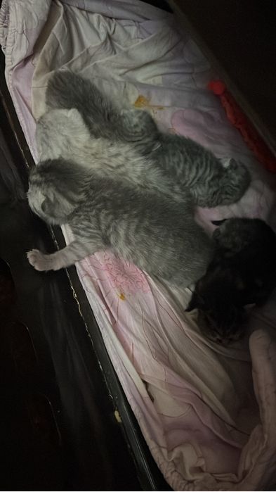 Шотландские скотиш фолд