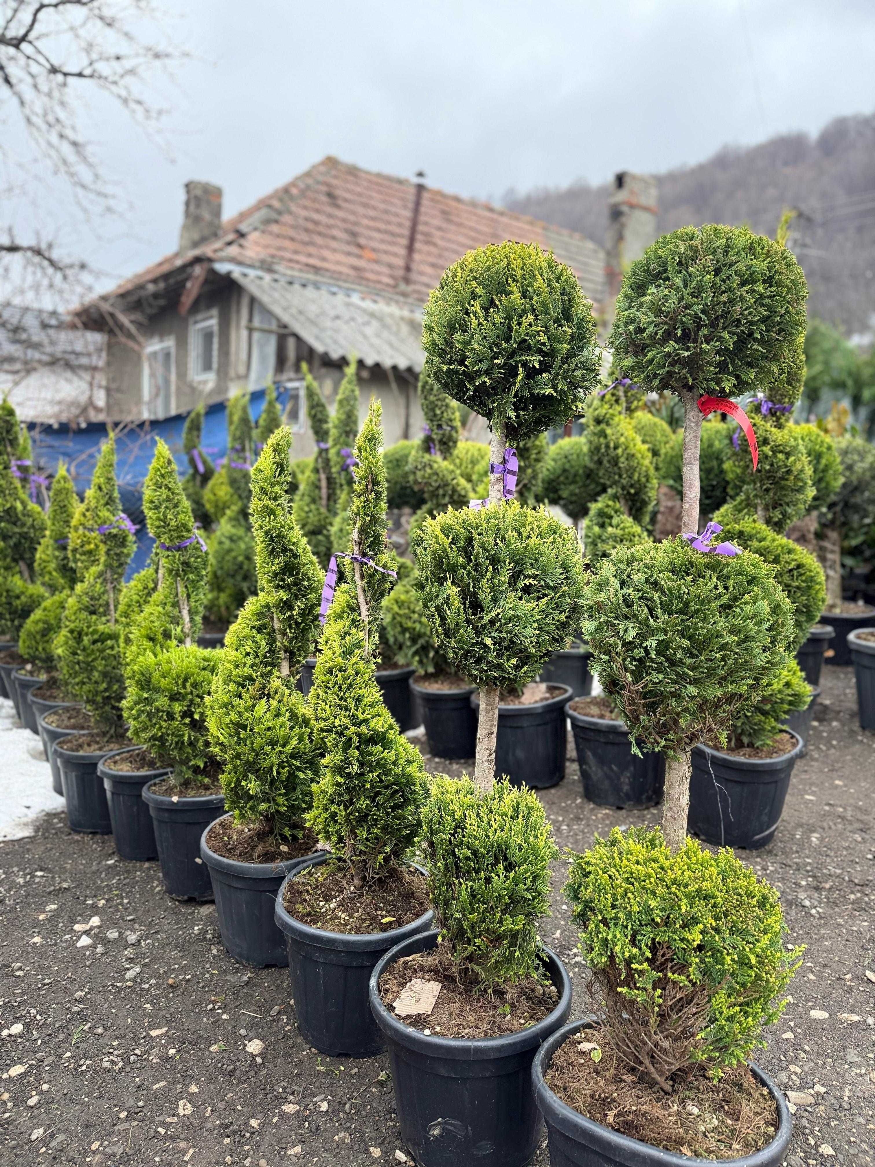 Amenajări grădini – Plante de calitate și piatră naturală!