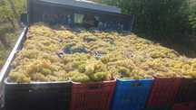 Avem struguri de vin la vanzare