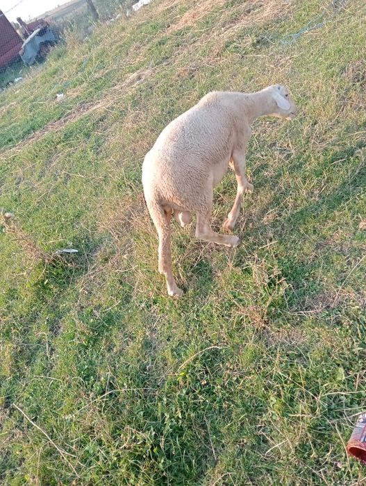 Vind  Berbec lacaune