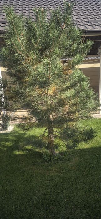 Сосна тянь шянская.2.5 м .