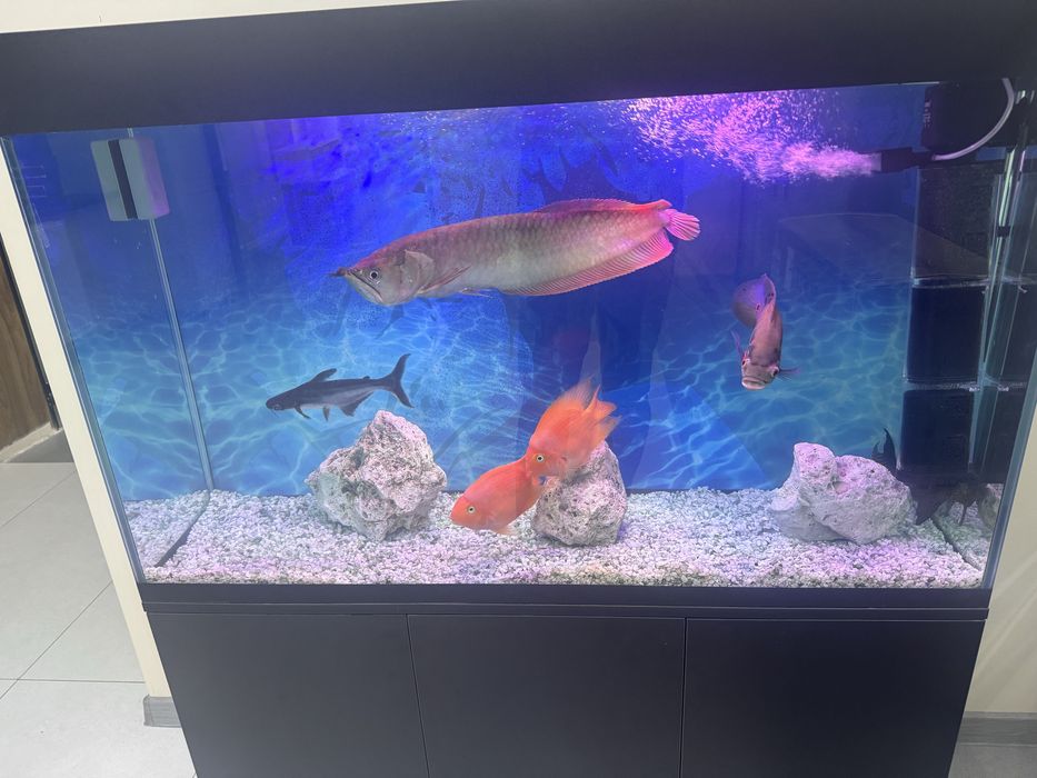 Xishnik baliqlar sotiladi srovhno