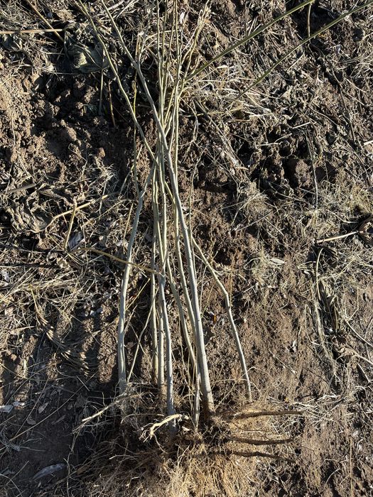 Албиция (Albizia)