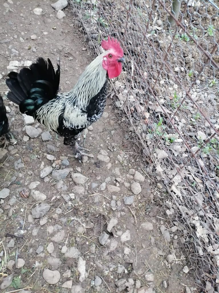 Vând 3 cocoșei americani