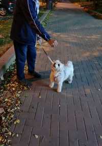 Pensionar plimb caini Sector 3 Titan Salajan Dristor dog walker pet
