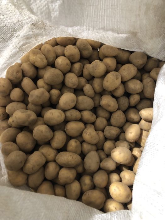 Бейби картофи сорт джили и отолия