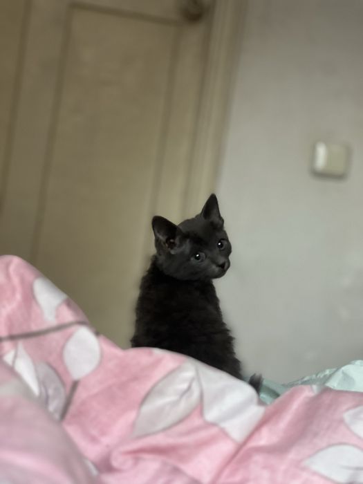 СРОЧНО отдаю котенка в добрые руки!