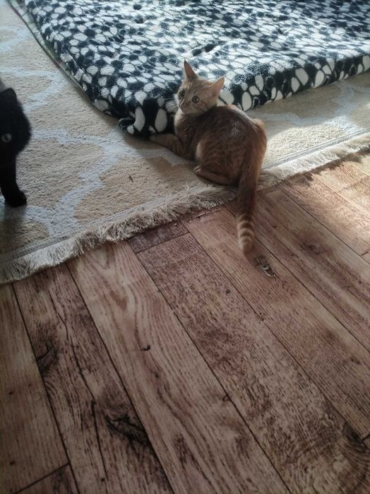 Отдам кошку мальчик и девочка