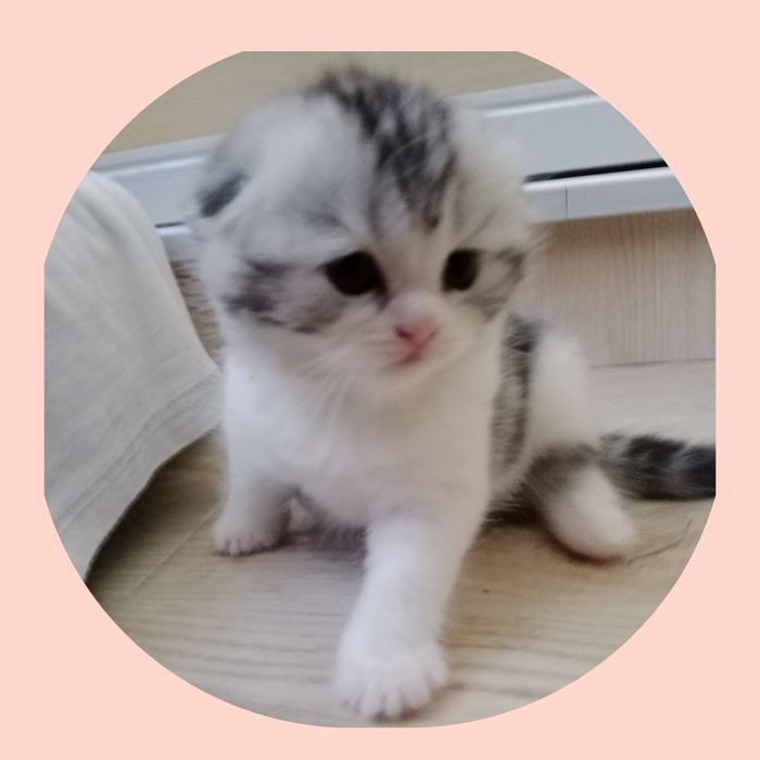Роскошные котята Скоттиш фолд и Страйт биколор , мрамор.